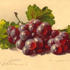Оригинал схемы вышивки «виноград» (№176019)