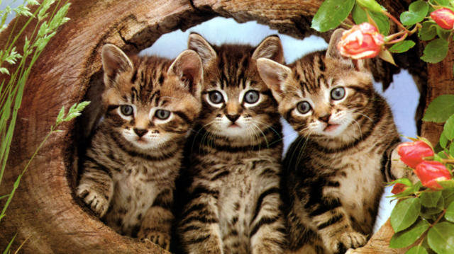 890567 - котенок, кошка, дерево, кошки, кот, коты, розы, котята, деревья - оригинал