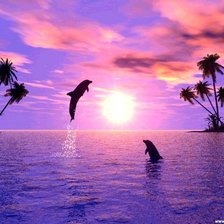 дельфинчики на закате