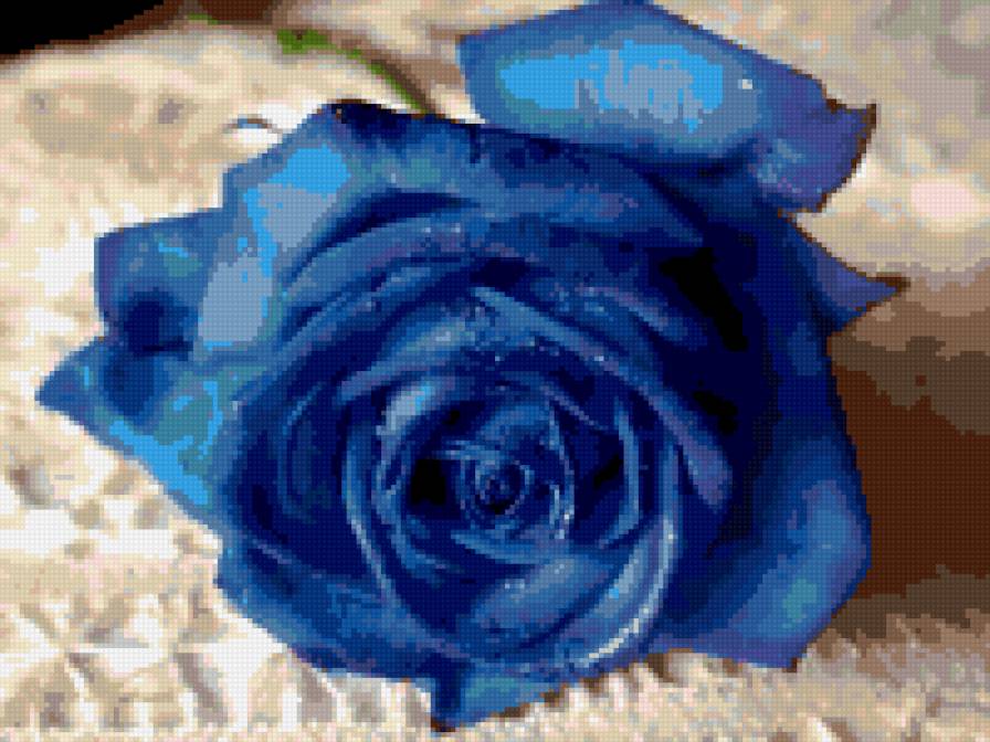Синяя роза - цветочек, роза - предпросмотр