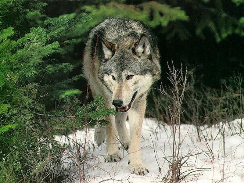 Хозяин леса - хищники, животные, волки - оригинал