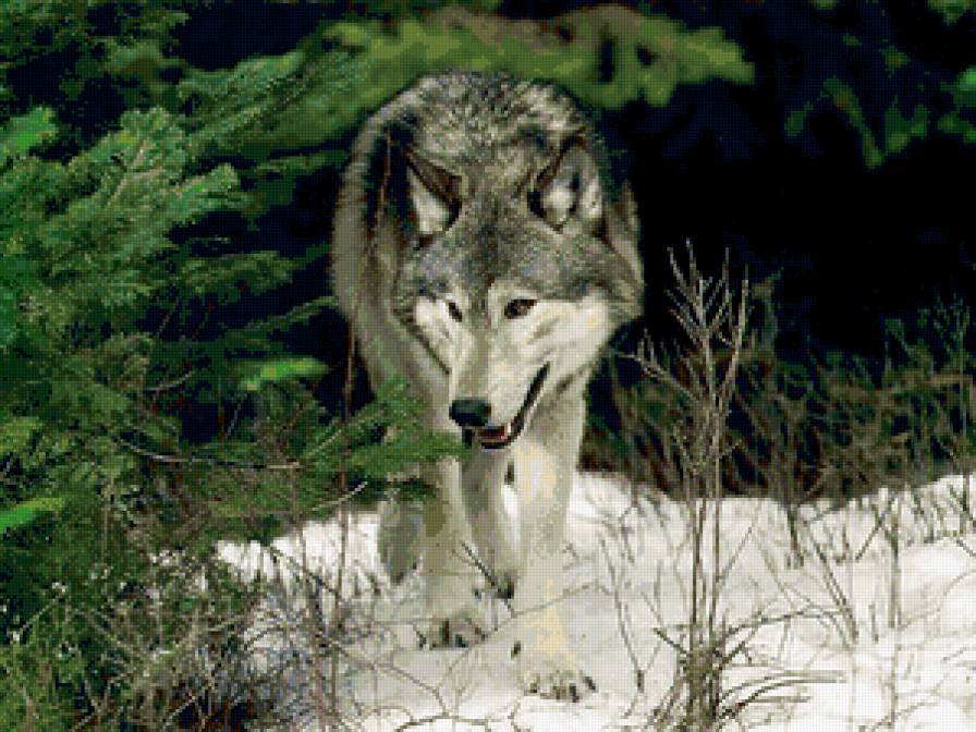 Хозяин леса - волки, животные, хищники - предпросмотр