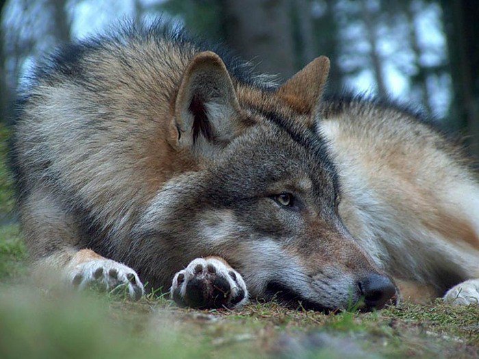 На отдыхе - животные, волки, хищники - оригинал