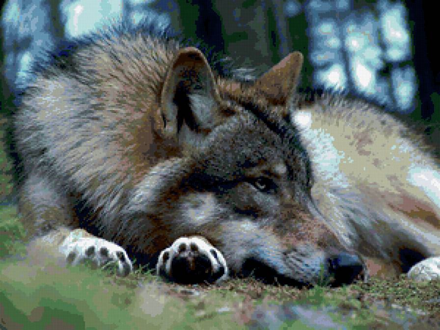 На отдыхе - волки, животные, хищники - предпросмотр