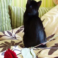 Схема вышивки «Кошка»