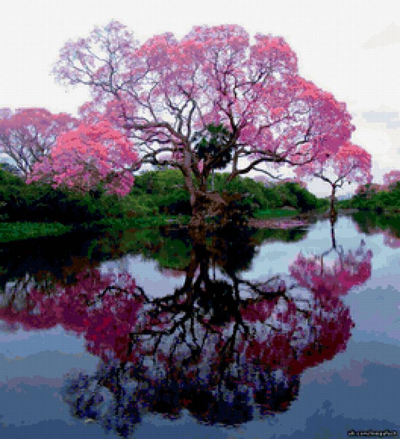 Дерево в цвета - природа, красота, пейзаж, озеро - предпросмотр