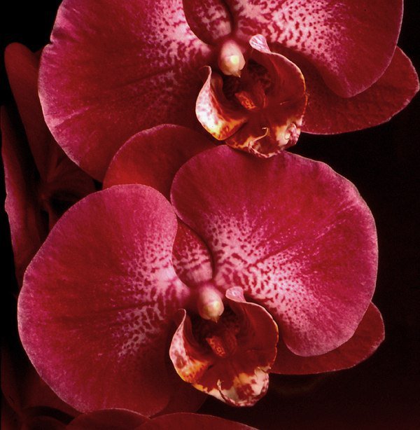 Орхидеи - букет, цветы, красота, орхидеи - оригинал