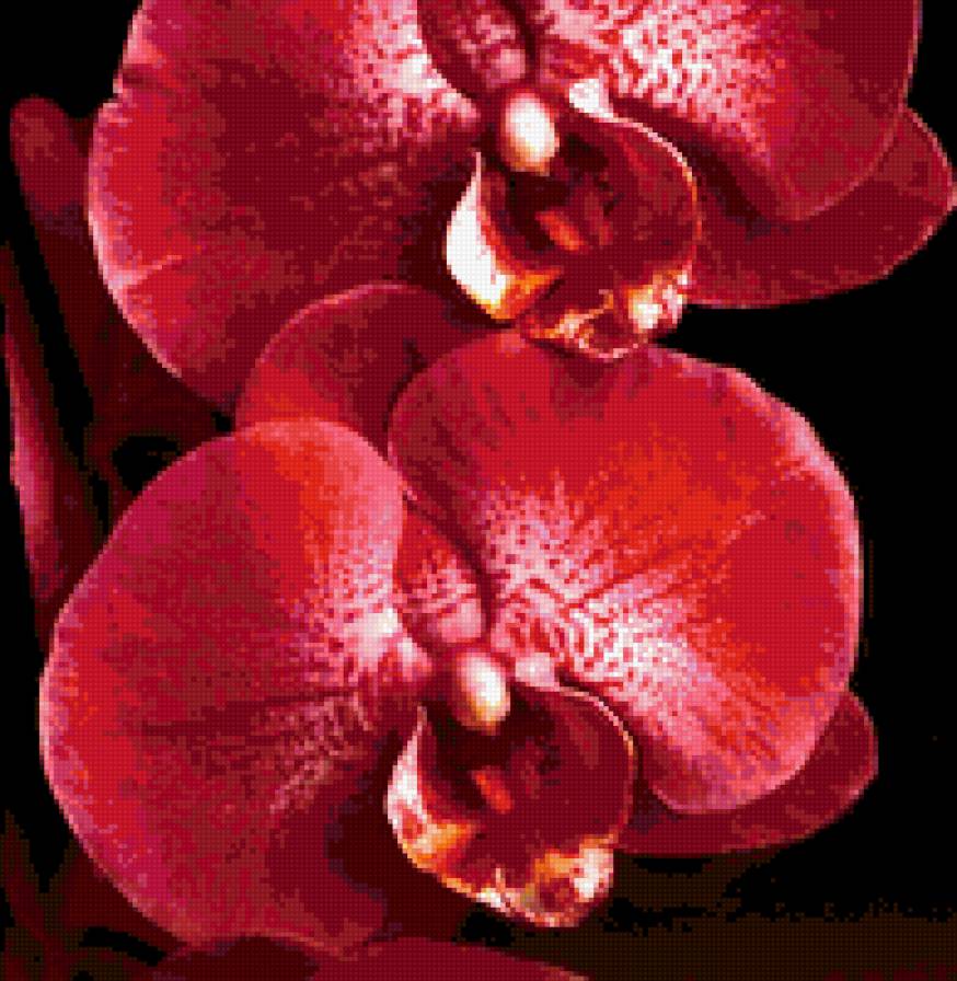Орхидеи - букет, красота, орхидеи, цветы - предпросмотр