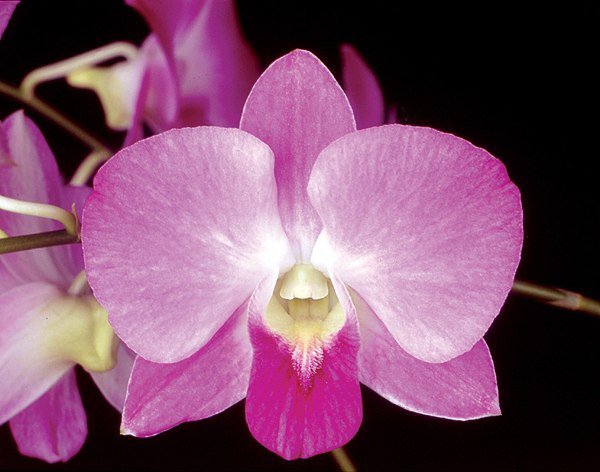 Орхидеи - цветы, букет, красота, орхидеи - оригинал