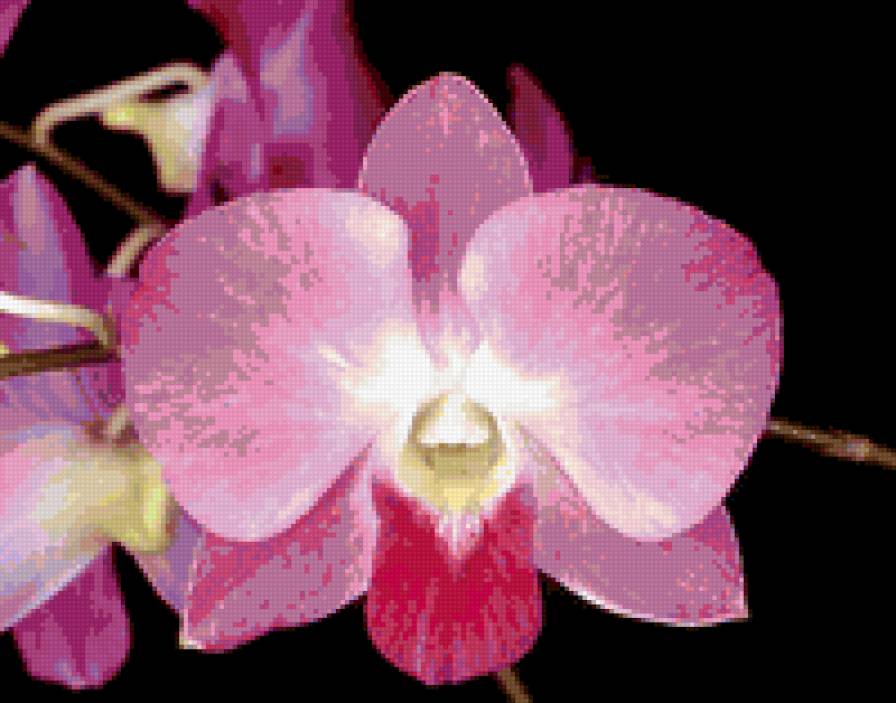 Орхидеи - орхидеи, цветы, букет, красота - предпросмотр