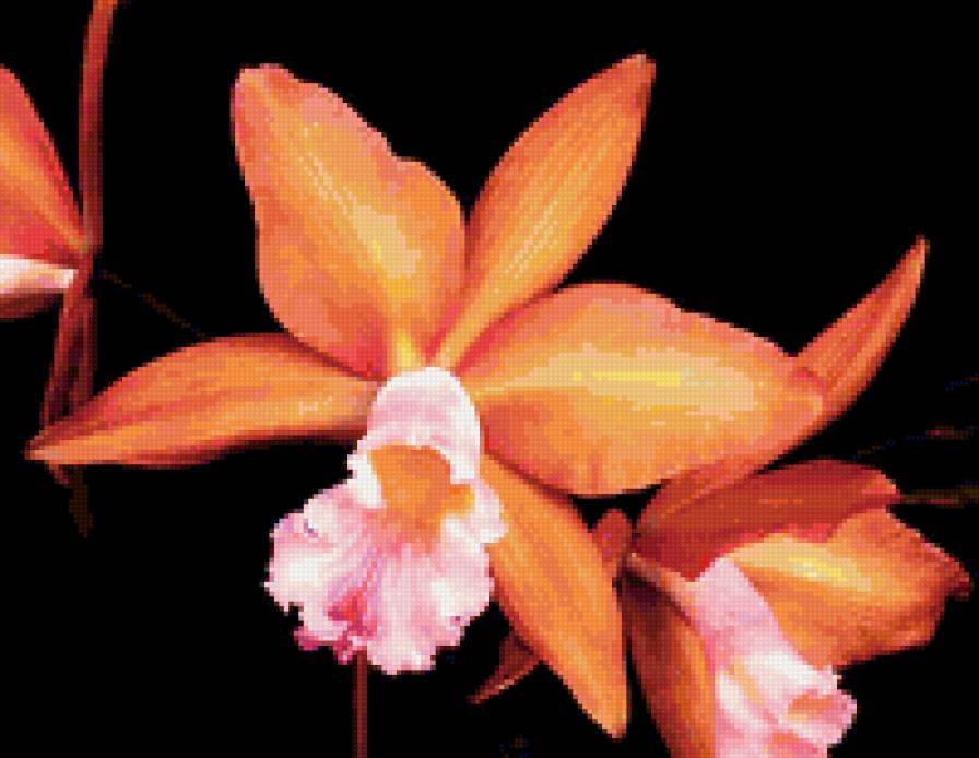 Орхидеи - красота, букет, орхидеи, цветы - предпросмотр