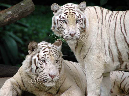 белые тигры - тигры - оригинал