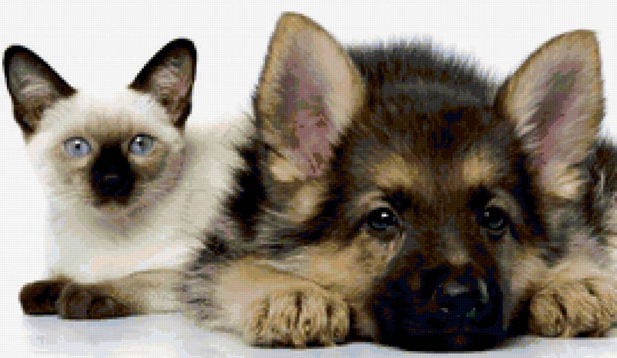 щенок и котенок - друзья, авчарка, щенок, животные, кот - предпросмотр
