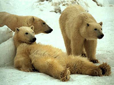 №177695 - животные, снег, медведи - оригинал