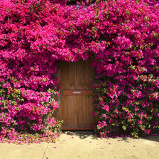 дверь в цветах