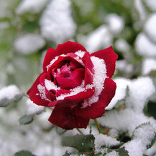 Оригинал схемы вышивки «роза в снегу» (№178495)