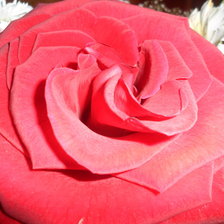 Схема вышивки «роза»