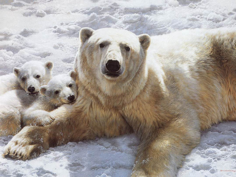 Белые медведи - медведи, животные - оригинал