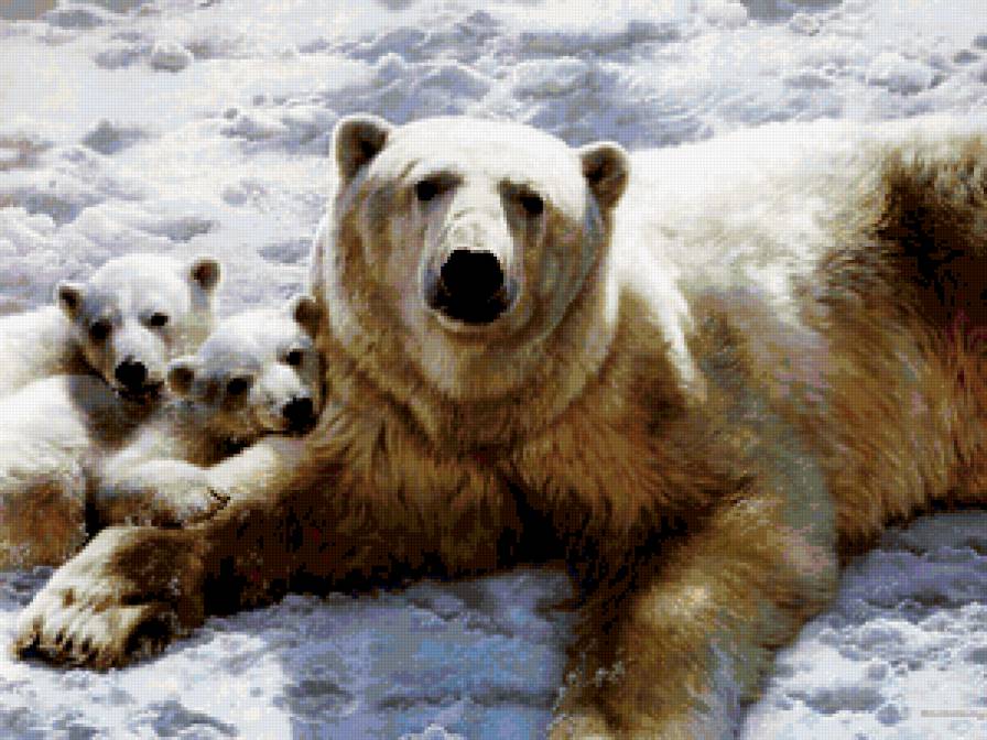 Белые медведи - животные, медведи - предпросмотр
