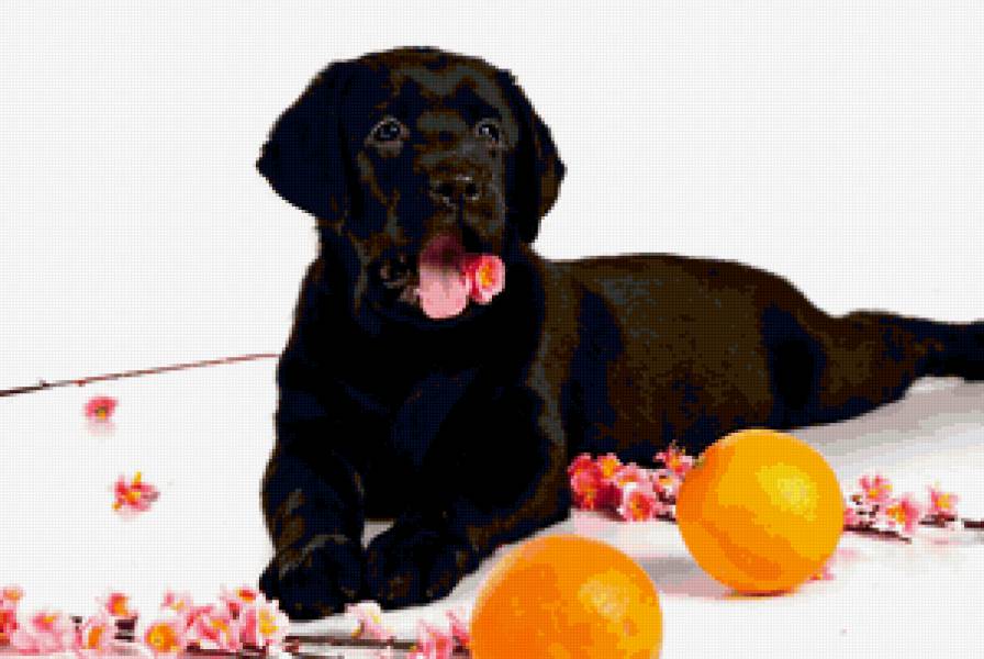 щенок лабрадора и апельсины - лабрадор, собаки, щенок - предпросмотр