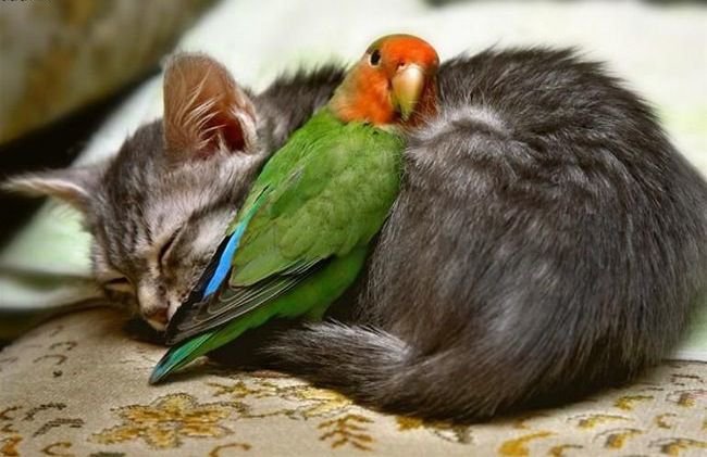 Дружба - попугайчик, кошка, дружба, животные - оригинал
