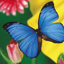 Оригинал схемы вышивки «синяя бабочка» (№179439)