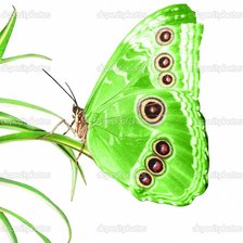 Схема вышивки «зеленая бабочка»