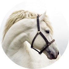 Схема вышивки «белая лошадка»
