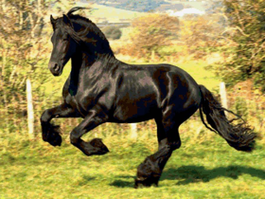 жеребец - лошади, жеребец, кони, черный, лошадь - предпросмотр