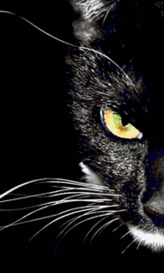черная кошка - предпросмотр