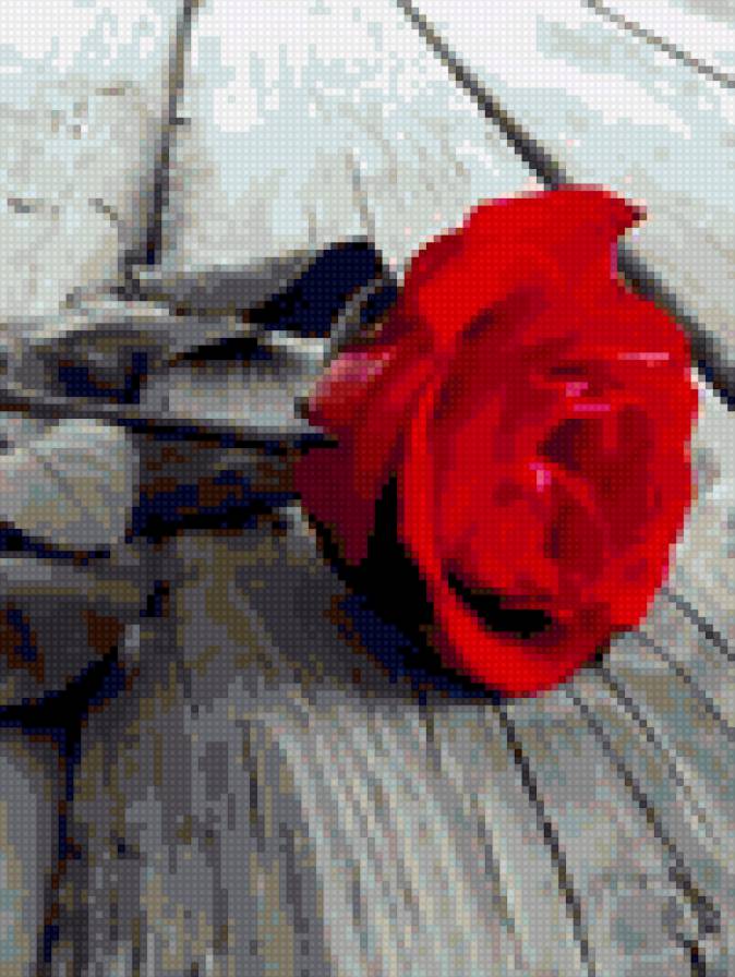 роза красная - цветы, роза - предпросмотр