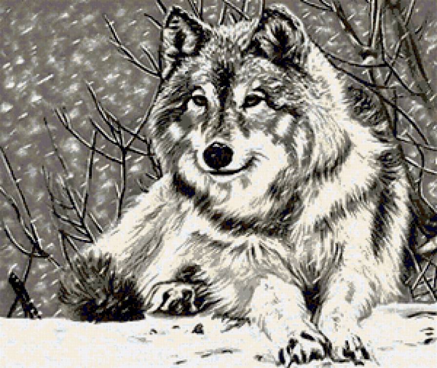 Снежный волк - звери, волки, пейзаж, природа, волк, снег, животные, лес - предпросмотр