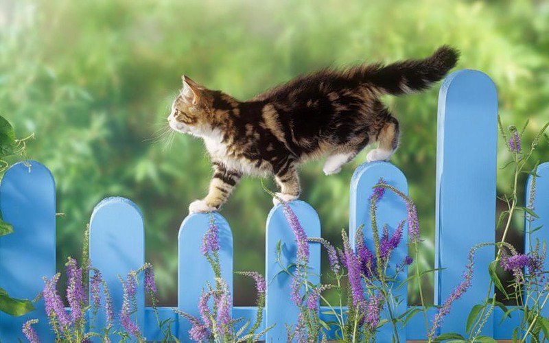 котик на заборе - кот, животные, лето, цветы - оригинал