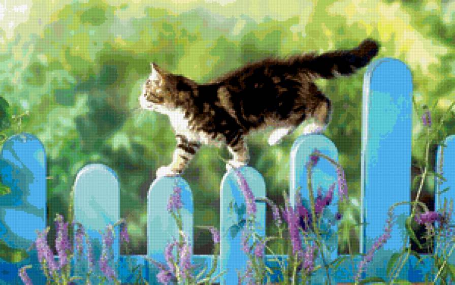 котик на заборе - цветы, лето, животные, кот - предпросмотр
