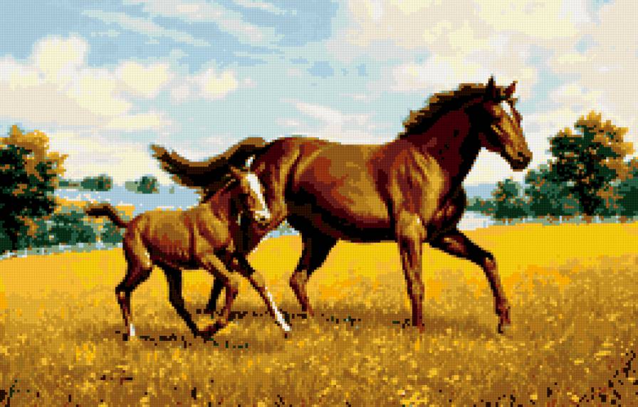 бегущие лошади - пара, животные, поле, лошади, небо, пейзаж - предпросмотр