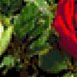 Предпросмотр схемы вышивки «Троянди» (№181204)