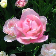 Тюльпан-роза