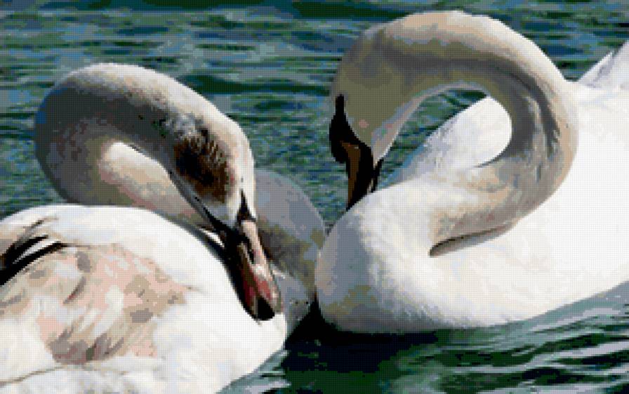лебединая любовь - любовь, вода, лебеди - предпросмотр