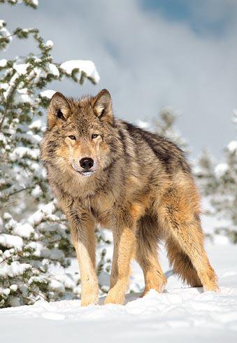 Волк - картина, природа, снег, волк, зима, лес - оригинал