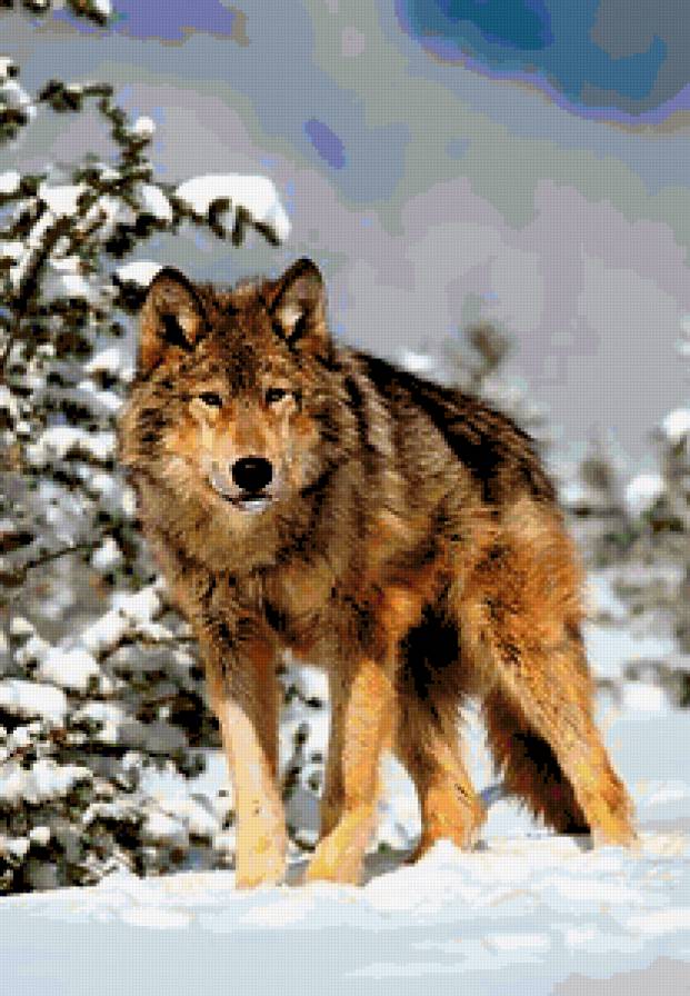 Волк - снег, зима, природа, волк, лес, картина - предпросмотр