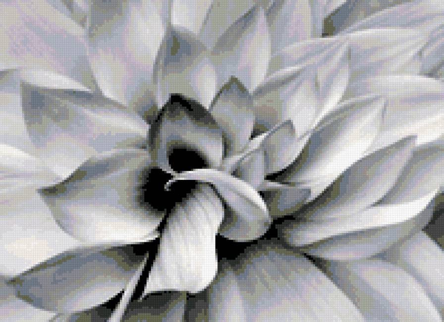 Белый цветок - цветы - предпросмотр
