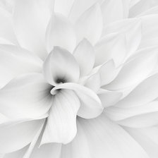 Оригинал схемы вышивки «Белый цветок» (№181666)