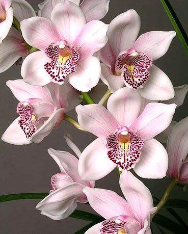 Орхидеи - цветы, орхидеи, картина - оригинал