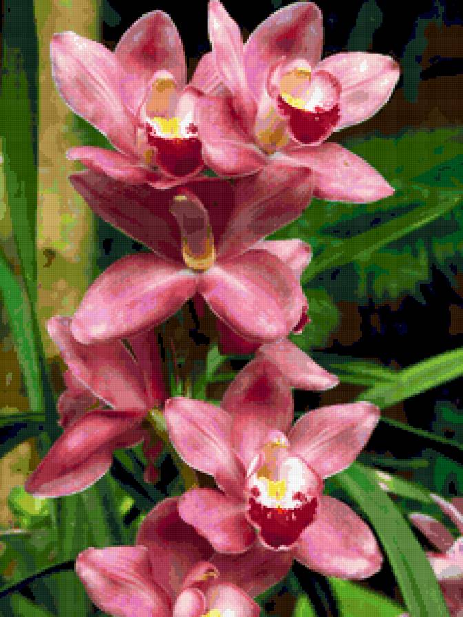 Орхидеи - картина, орхидеи, цветы - предпросмотр