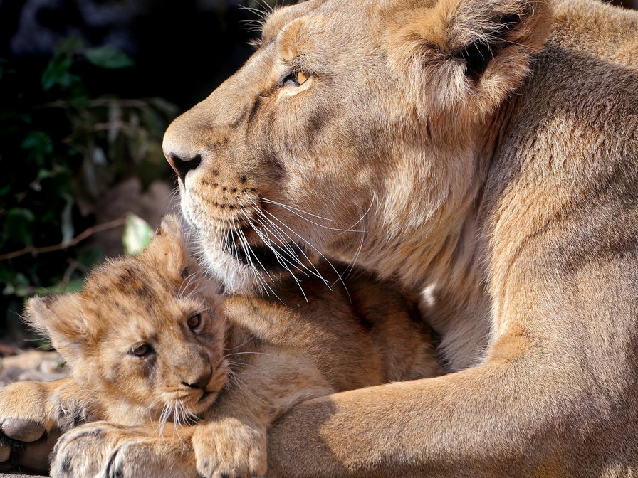 Мамина любовь - львы, животные, природа - оригинал