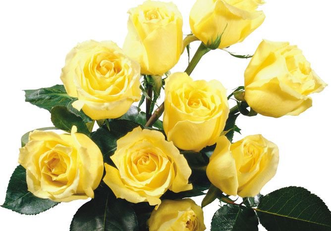Жёлтые розы - флора.розы, букет, цветы, природа - оригинал