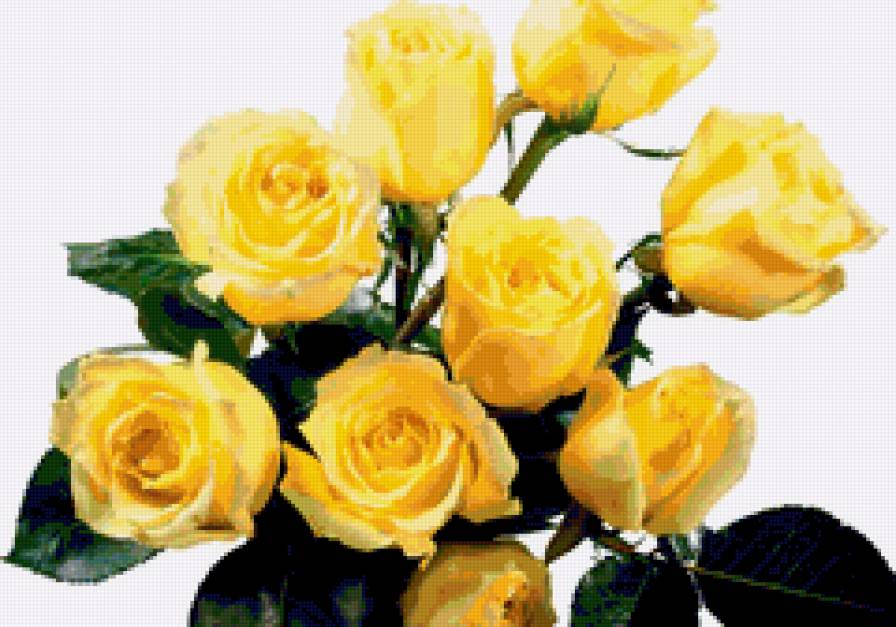 Жёлтые розы - цветы, букет, флора.розы, природа - предпросмотр