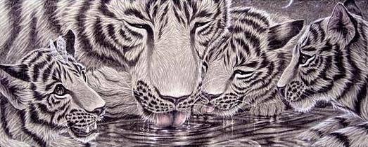 Тигры на водопое - водопой, тигры, животные - оригинал