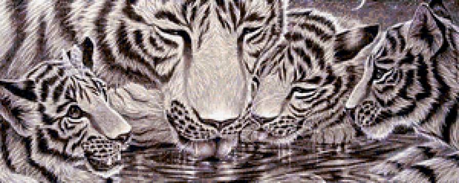 Тигры на водопое - водопой, животные, тигры - предпросмотр