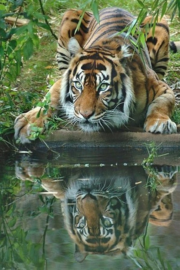 Тигр - животные, природа, тигр - оригинал